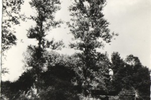 29ee